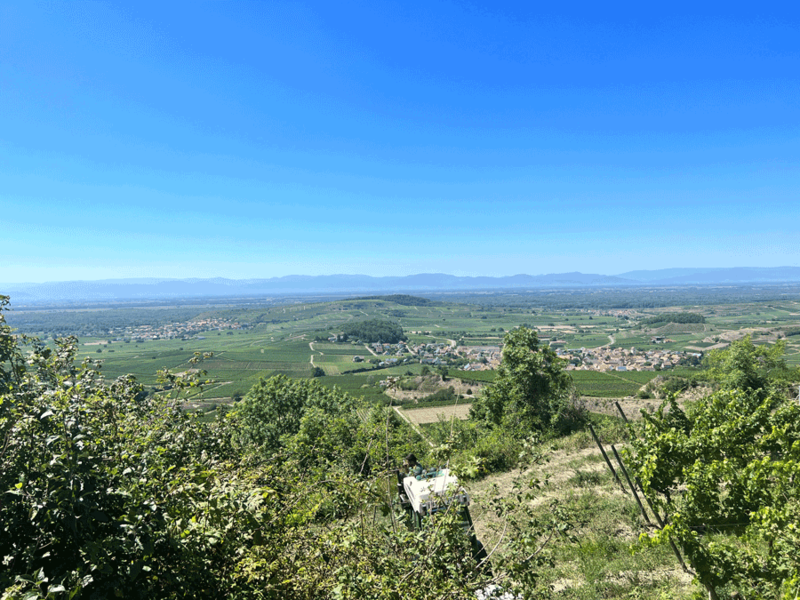 RIB Cosinus Sommerevent 2022 Kaiserstuhl